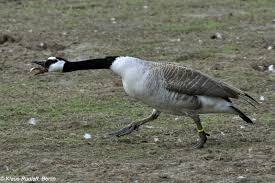 giant canada goose branta canadensis maxima giant canada goose branta canadensis maxima