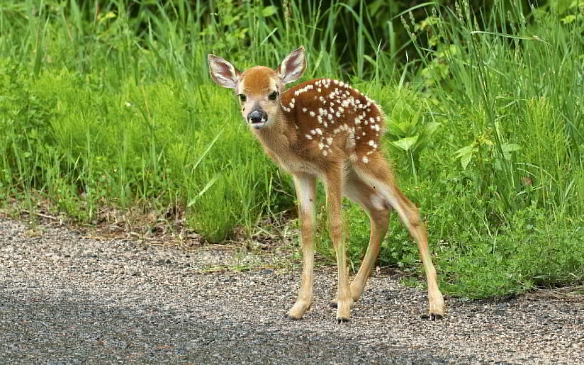 7/12/16- 3 Facts You Need to Know About Fawns