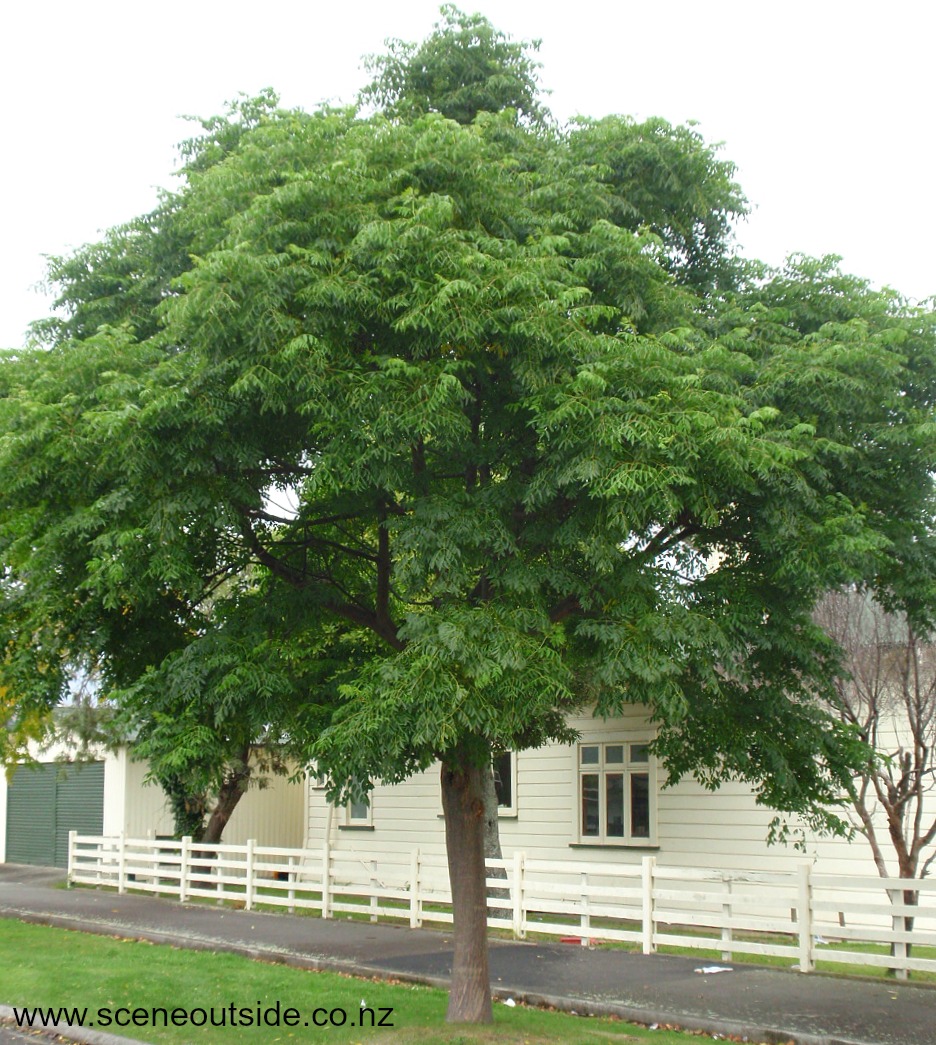chinaberry tree poisonous