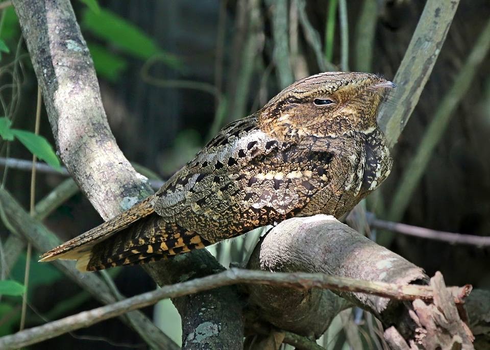 4 23 18 What Is That Sound